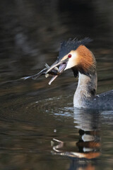 Haubentaucher (Podiceps cristatus)