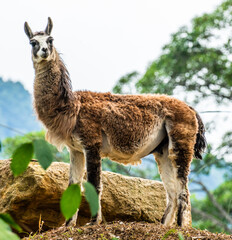 llama standing on a grass