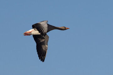 Graugans (Anser anser)