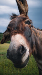 Un &acirc;ne reniflant dans une prairie verte sous un ciel orageux