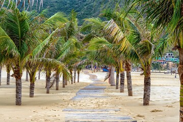 palm trees on the beach