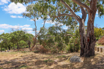 Fototapeta na wymiar eucalyptus tree in australian bushland
