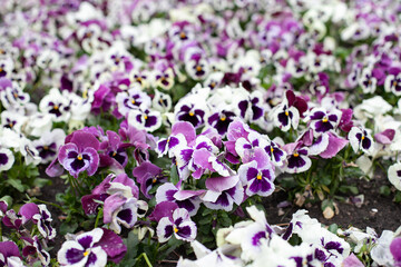 purple and white pansy flowers in the garden. Violet pansies floral background