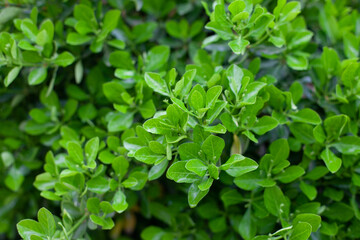 Fototapeta na wymiar close up of a green bush plant in a garden