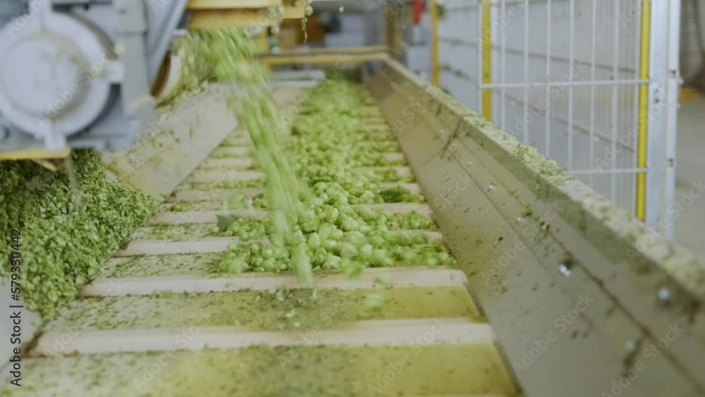 Poster hop getting processed in a machine