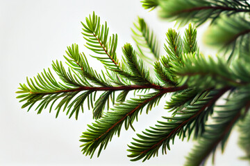Fototapeta na wymiar Spruce branch on white background. Green fir. Realistic Christmas tree llustration for Xmas cards, New year party posters. Generative ai