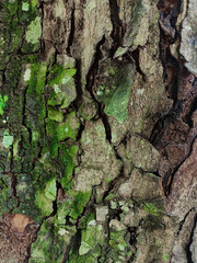 Surface Tree Bark Textures, rough and cracked like broken