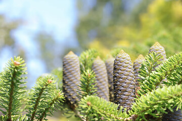 Fir Abies Koreana with young blue cones on branch. Evergreen Coniferous Tree. Korean Fir tree cones. Korean fir-tree on a green background.  Silver spruce. Copy space. Spring concept. Wallpaper
