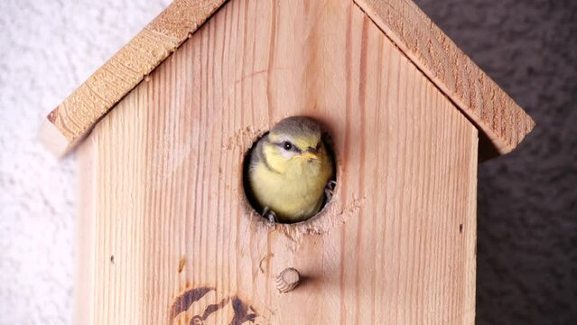 Blue tit nestling looks out of the nest box and chirps. Cute yellow chic of Eurasian blue tit in the nesting box.