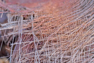 Dried plots of palm leaf residues.