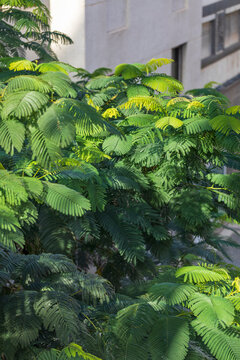 Green leafy branches of leguminous plants in the city.