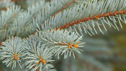 Beautiful background with fresh Fir Tree. Spruce branches. Pine branch. Blue spruce background. Needles on the branches close-up. Spring nature. Tree twig. Needles on the branches close-up.