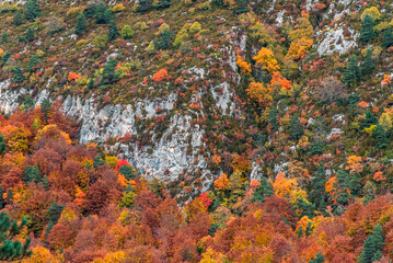 Autumn leaves on the rocks
