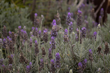 Obraz premium lavender field in region