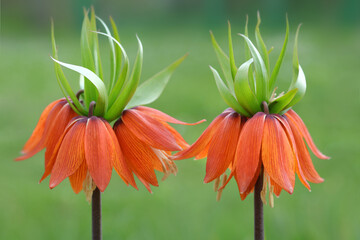Fritillaria imperialis or crown imperial. Orange flowers of the Royal Grouse in spring garden. Close-up an orange Kaiser's Crown. Orange Flowering Imperial Fritillary. Floral background. Summer flower