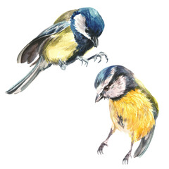 Funny little tit bird. Watercolor illustration. Hand drawn realistic Europe song bird. Great tit common bird close up image. Garden, park, forest, backyard tiny avian on white background © Tatyana