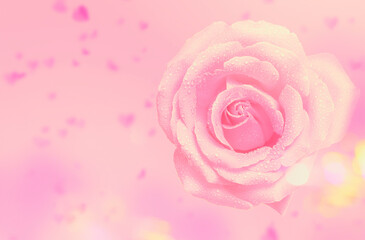 Pink rose flower rose flower on festive background. A beautiful large rose and a flying blurred heart. Symbol of love. Valentine design.