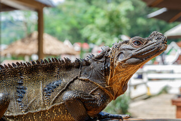 philippine sailfin lizard placed on the table by the owner at a tourist park