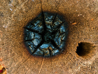 The details pattern of old Stump and it's was burn