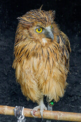 close up view of buffy fish owl in a tourist park in Bogor