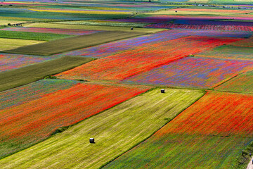 Lentil flowering with poppies and cornflowers in Castelluccio di Norcia, Italy