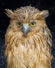 close up view of buffy fish owl in a tourist park in Bogor