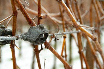 Weinreben Winter