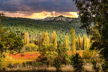Autumnal Wicker grown in the Natural Park of the Serrania de Cuenca. Canamares, Spain
