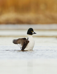 Common goldeneye (Bucephala clangula) male wing flap in the river in spring.
