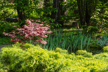 Young red leaves on blurred background of evergreens. Japanese maple Acer palmatum Atropurpureum on bank of beautiful garden pond. Selective focus. Spring landscape, nature background concept. - obrazy, fototapety, plakaty