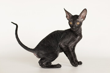 young cornish rex kitten portrait on white and grey background