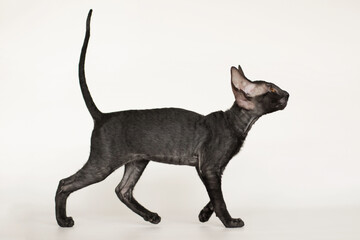 young cornish rex kitten portrait on white and grey background