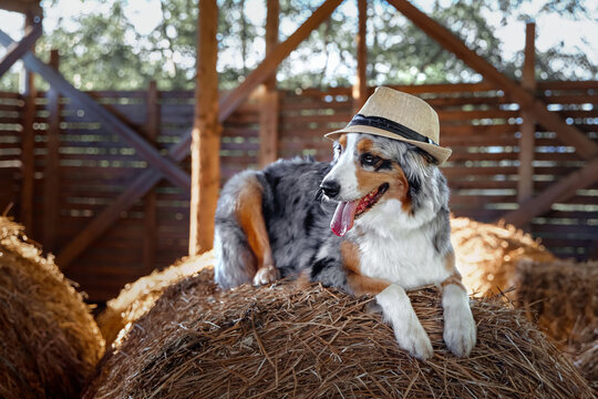 An Aussie dog and a brown horse look at each other meet on the street in the summer in a village in a meadow Concept of friendship products for animals
