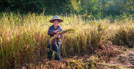 A Happy senior Asian woman farmer smiling harvesting rice in a field, rice plants in golden yellow in rural Thailand