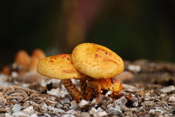 Closeup shot of orange-brown mushrooms on a tree stump in the Berchtesgadener Land in Bayer, Germany