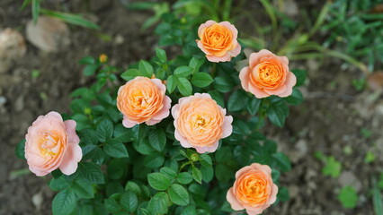 The beautiful flowers blooming in the garden in summer