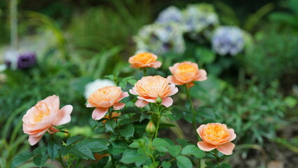 The beautiful flowers blooming in the garden in summer
