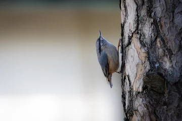 Fotobehang Eurasian nuthatch (Sitta europaea) is climbing up on the tree. Small forest bird with blue-gray upperparts and a black eye-stripe. Background has copyspace. © Mariia
