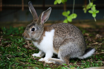 A rabbit is in the green grass, furry, very beautiful and clean