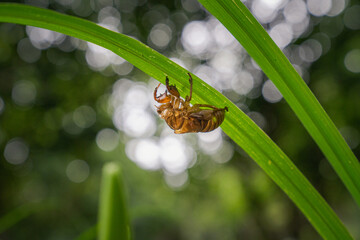 セミのぬけがら