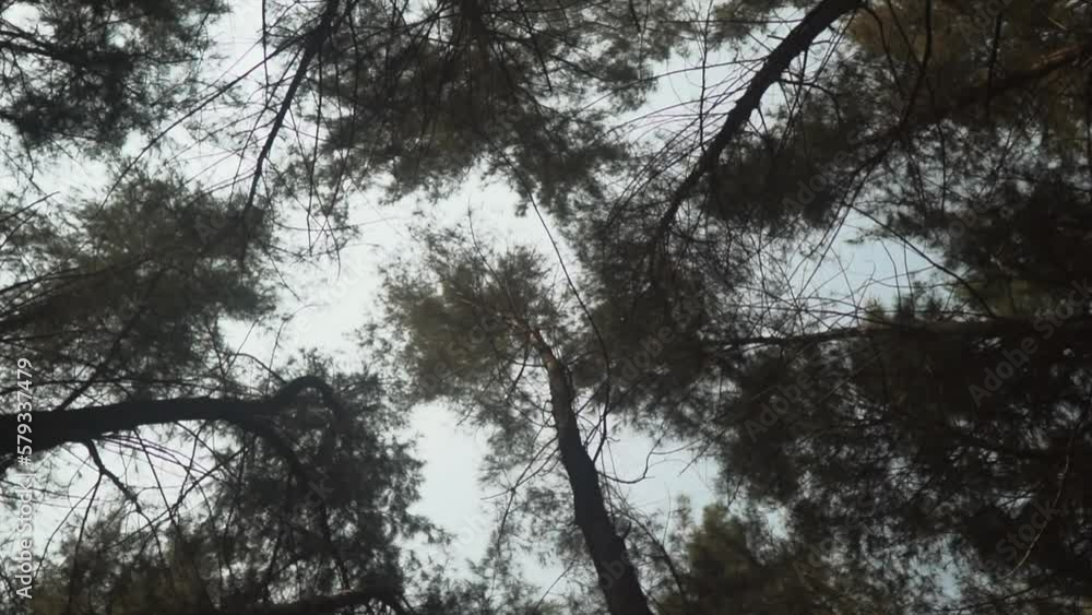Poster spinning shot of leafy tree canopies from a low angle. the green freshness of the deciduous forest i