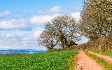 Fototapeta na wymiar Fields and Farmlands over Devon, England, Europe