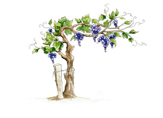 Grapevine - design elements with a twisting vine with leaves and berries. Freehand watercolor drawing.