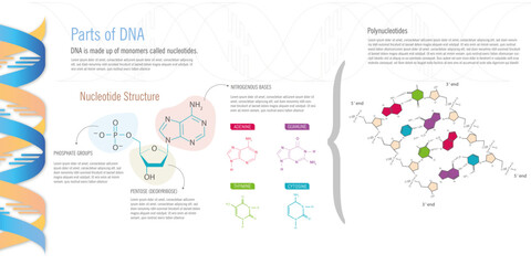 Parts of DNA, nucleotide structure and its main elements, nitrogenous bases, pentose and phosphate groups, on white background.