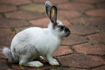 The best pose of a rabbit is seen up close from the side
