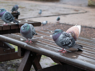 Flock of grey pigeons in the town park walking under the rain in spring
