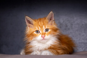 Fototapeta na wymiar Cute kitten in orange color, Maine Coon kitten