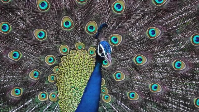 Indian peacock singing and dancing,  The Indian (or blue ) peafowl, peacock (Pavo cristatus), shows the females his open fluffy tail
