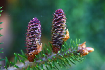 Jodła koreańska Abies koreana Kusang namu BLUE EMPEROR