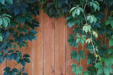 wooden background with wild grapes. Summer background of bright leaves of wild grapes on wooden boards with a copy space